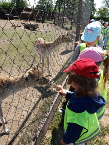 2018-05-18 Wycieczka do Wrzosowa do Parku Dinozaurów / motylki0095.jpg