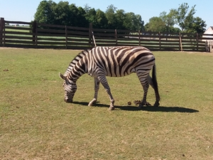 2018-06-07 Wycieczka do Bałtyckiego Parku Dinozaurów / Image023.jpg