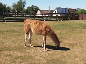 2018-06-07 Wycieczka do Bałtyckiego Parku Dinozaurów / Image024.jpg