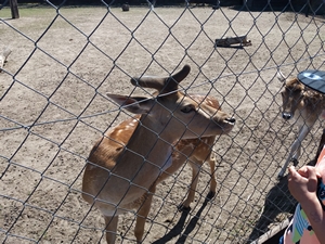 2018-06-07 Wycieczka do Bałtyckiego Parku Dinozaurów / Image028.jpg