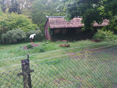 16-05-2019 Wycieczka do ZOO w Ueckermünde / Image00019.jpg
