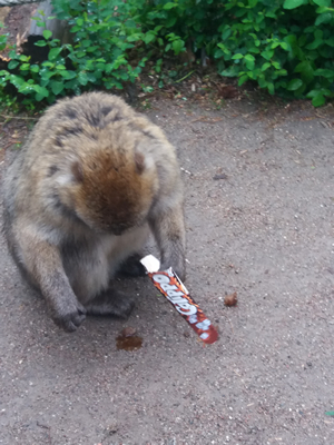 16-05-2019 Wycieczka do ZOO w Ueckermünde / Image00026.jpg