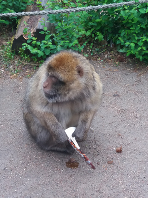 16-05-2019 Wycieczka do ZOO w Ueckermünde / Image00027.jpg