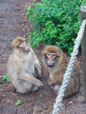 16-05-2019 Wycieczka do ZOO w Ueckermünde / Image00029.jpg