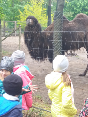 16-05-2019 Wycieczka do ZOO w Ueckermünde / Image00087.jpg